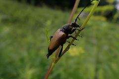 Trigonarthris subpubescens