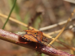 Carpocoris mediterraneus atlanticus