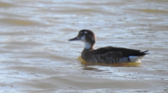 Callonetta leucophrys