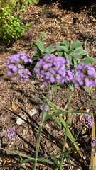 Verbena bonariensis