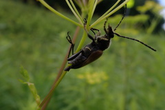 Trigonarthris subpubescens