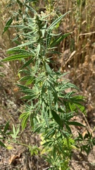 Cannabis sativa