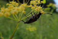 Trigonarthris subpubescens