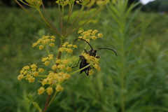 Trigonarthris subpubescens