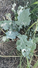 Brassica napus