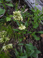Penstemon confertus