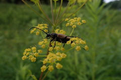 Trigonarthris subpubescens