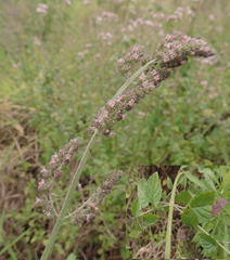 Mesosphaerum pectinatum