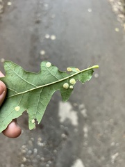 Neuroterus quercusbaccarum