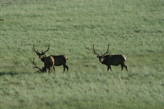 Cervus canadensis canadensis