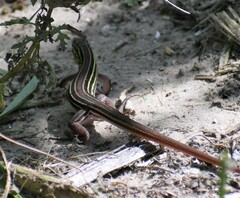 Aspidoscelis sexlineatus