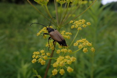 Trigonarthris subpubescens