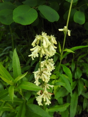Penstemon confertus