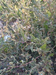 Atriplex tatarica