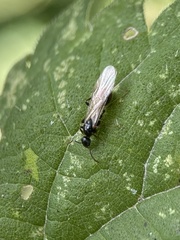 Lasiini