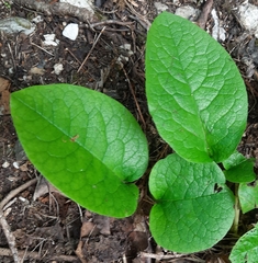 Symphytum grandiflorum