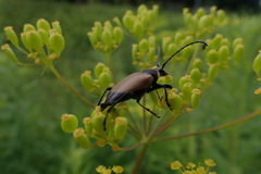 Trigonarthris subpubescens