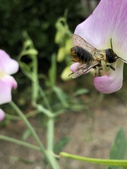 Megachile centuncularis
