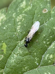 Lasiini