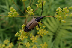 Trigonarthris subpubescens