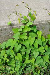 Ipomoea pandurata