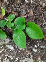 Symphytum grandiflorum