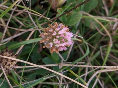 Trifolium fragiferum