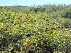Sambucus ebulus