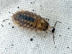 Oniscus asellus