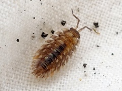 Oniscus asellus