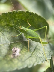 Leptophyes punctatissima