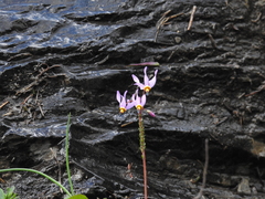 Primula pauciflora