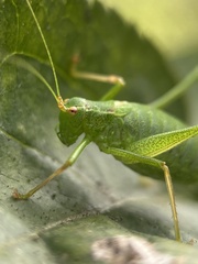Leptophyes punctatissima
