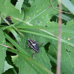 Pholidoptera griseoaptera