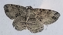 Melanolophia canadaria