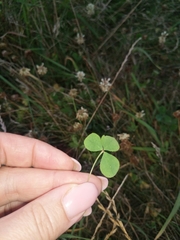Trifolium repens