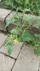 Solanum lycopersicum