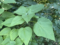 Catalpa speciosa