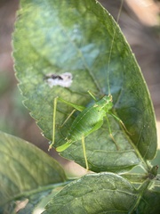 Leptophyes punctatissima