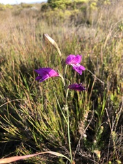 Gladiolus carinatus