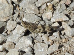 Oedipoda germanica