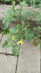 Solanum lycopersicum