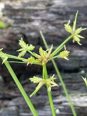 Cyperus