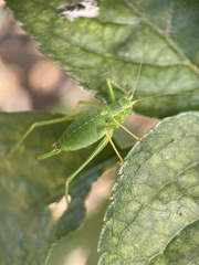 Leptophyes punctatissima