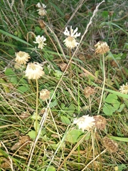 Trifolium repens