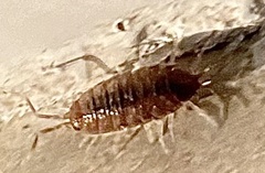 Isopoda