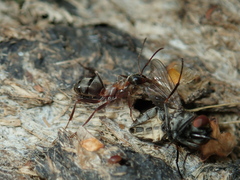 Formica rufibarbis
