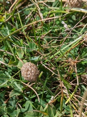 Trifolium fragiferum