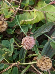 Trifolium fragiferum