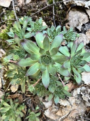 Sempervivum